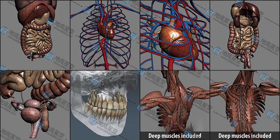 3d模型人类男性和女性完整的解剖人体器官肌肉心脏内脏脉络骨骼生物