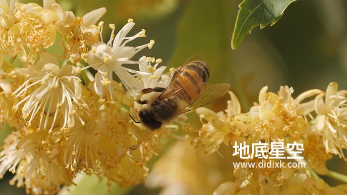 视频素材-实拍蜜蜂从花蕊中收集花粉